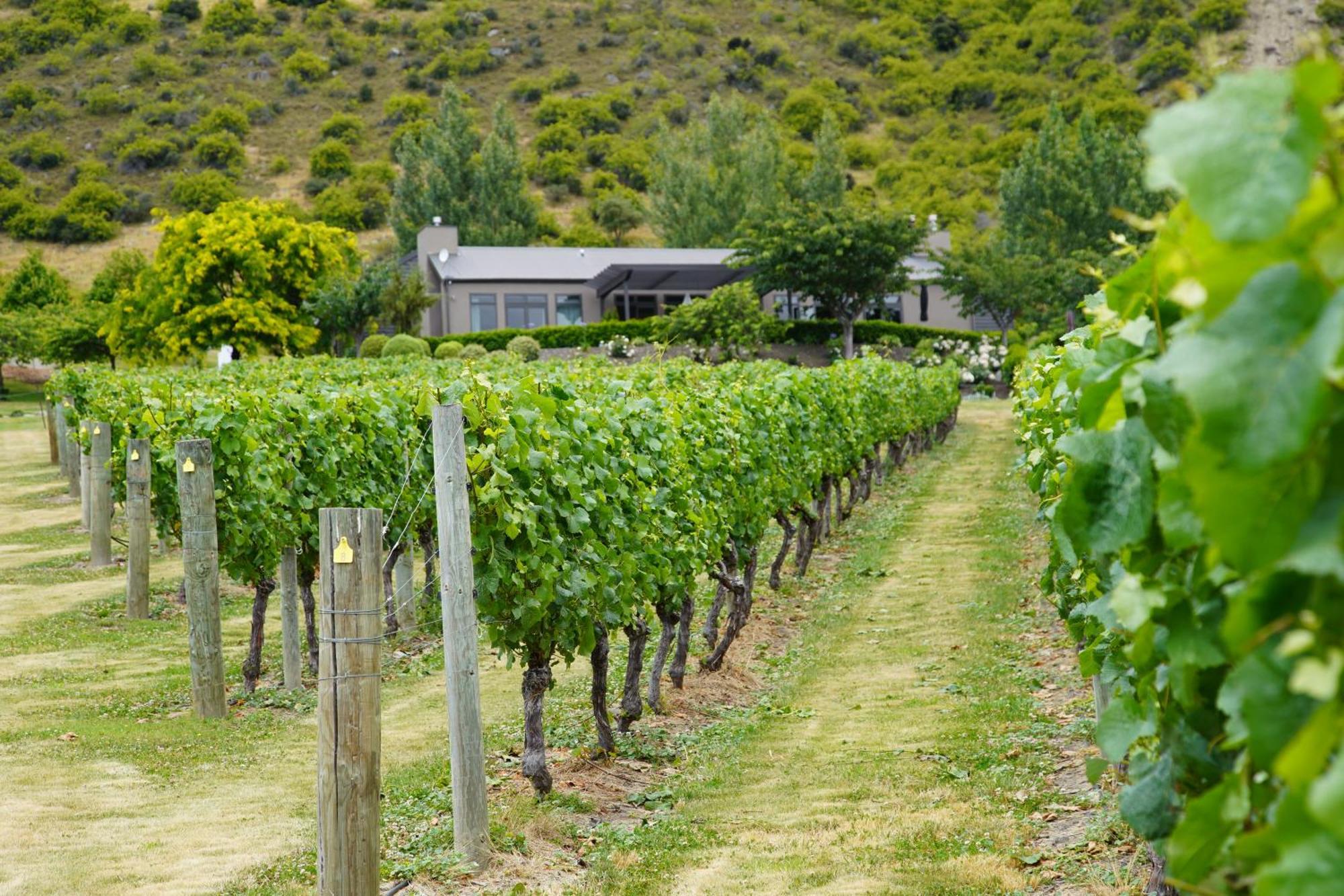 Mt Rosa Lodge Boutique Vineyard Accommodation Wanaka Exteriör bild