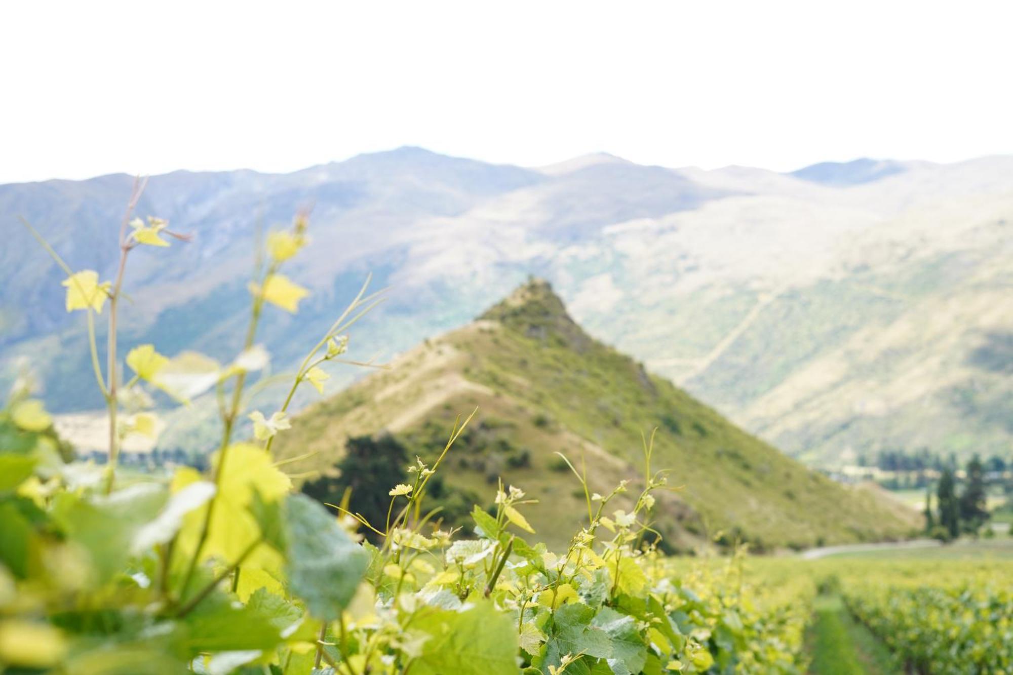 Mt Rosa Lodge Boutique Vineyard Accommodation Wanaka Exteriör bild