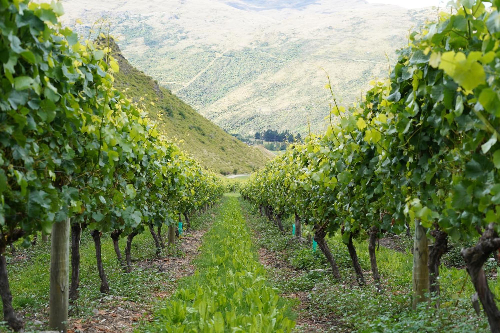 Mt Rosa Lodge Boutique Vineyard Accommodation Wanaka Exteriör bild