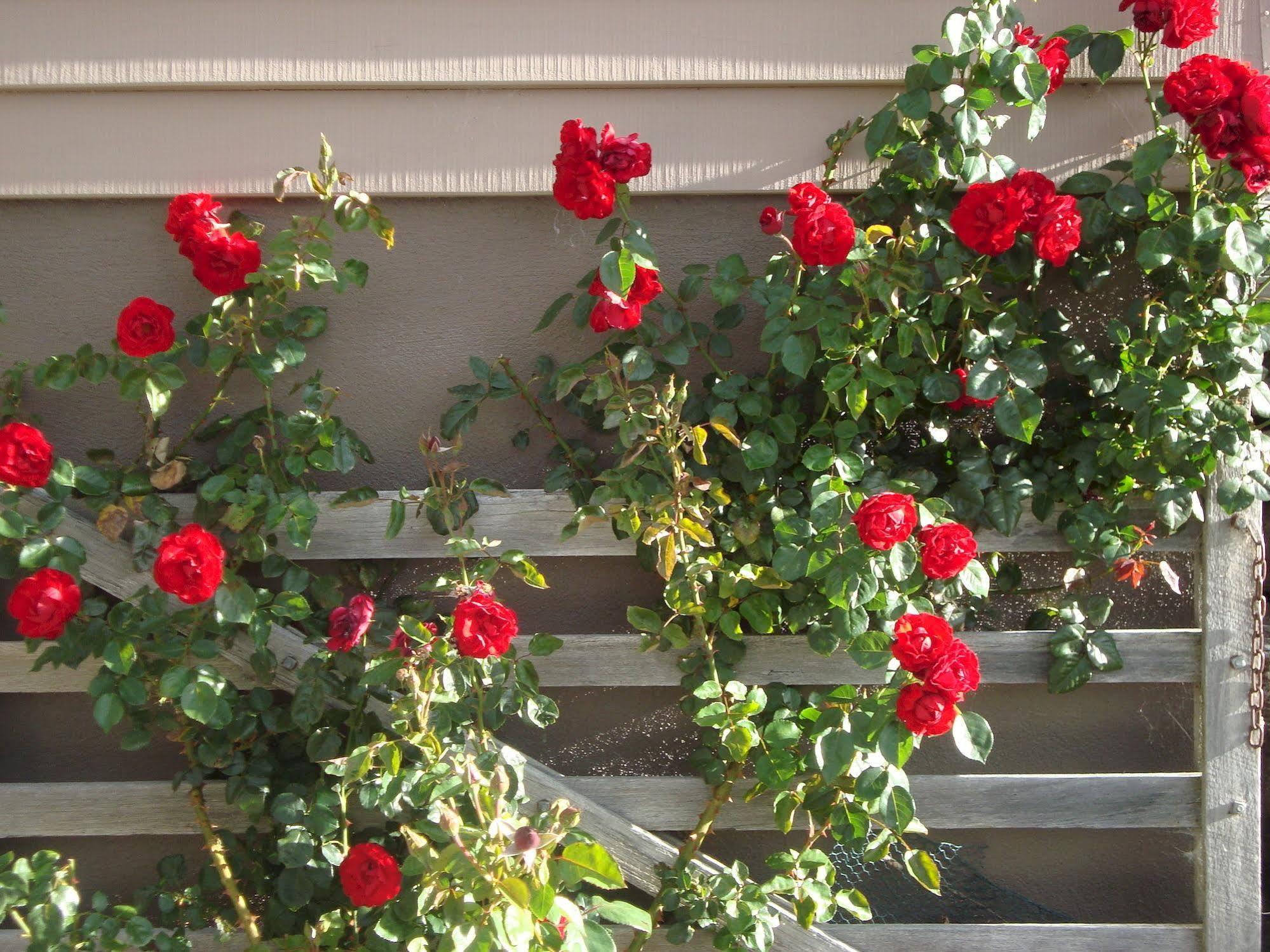 Mt Rosa Lodge Boutique Vineyard Accommodation Wanaka Exteriör bild